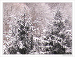 Pins enneig�s sous un soleil prudent -- 11/01/10