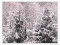 Pins enneig�s sous un soleil prudent -- 11/01/10