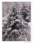 Neige entre ombre et lumi�re -- 12/01/10