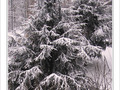 Neige entre ombre et lumi�re -- 12/01/10