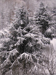 Neige entre ombre et lumi�re -- 12/01/10