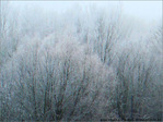 Matins givr�s -1-