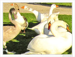 Ils sont pass�s par ici. Ils repasseront par l� -- 19/12/09