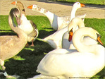 Ils sont pass�s par ici. Ils repasseront par l� -- 19/12/09