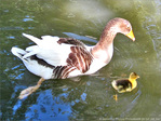 Petit oison sous l'aile protectrice de sa maman -- 25/05/10
