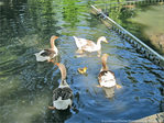Comment passer avec le petit�? -- 27/05/10