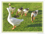 Cacardons, mangeons, cacardons, mangeons -- 17/12/09