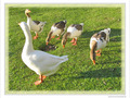 Cacardons, mangeons, cacardons, mangeons -- 17/12/09