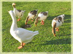 Cacardons, mangeons, cacardons, mangeons -- 17/12/09
