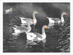 Ballet d'oies