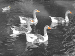 Ballet d'oies -- 31/10/09