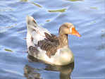 D'Oie de regard