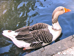 Au bord de la l'Oie -- 11/09/10