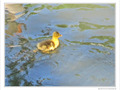 Petit oison deviendra grand -- 24/05/10