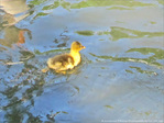 Petit oison deviendra grand -- 24/05/10