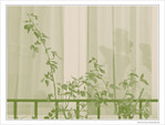 Verte transparence -- 03/03/10