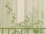 Verte transparence -- 03/03/10