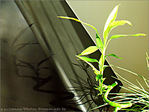 Ombres Chinoises en vert et noir -- 18/04/09
