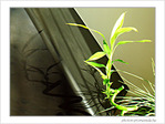 Ombres chinoises en vert et noir -- 18/04/09