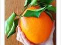 Orange g�ante -- 25/03/08