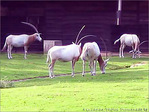 Oryx algazelle -- 09/10/04