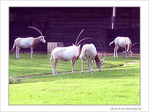 Oryx algazelle -- 09/10/04