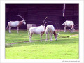 Oryx algazelle -- 09/10/04