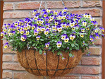 Regards de Fleurs -- 02/05/09