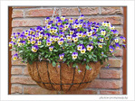 Regards de fleurs -- 02/05/09