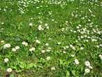 Blanches Petites Collerettes virevoltant au Vent riant