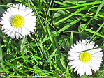 Fleurs de P�ques -- 08/04/09