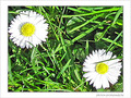 Fleurs de P�ques -- 08/04/09