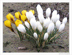 Elles ont perc� la neige -- 08/03/10