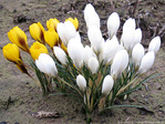 Elles ont perc� la neige -- 08/03/10