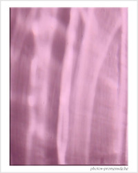 Roses reflets