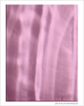 Roses reflets -- 14/07/08