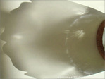 Patte de plume -- 07/06/09