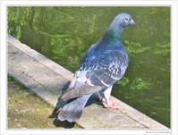 Pigeons-nous�?