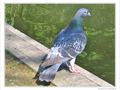 Pigeons-nous�? -- 18/08/10