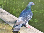 Pigeons-nous�? -- 18/08/10