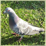 Pigeon � l'oeil m�fiant -- 15/12/09