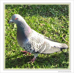 Pigeon � l'oeil m�fiant -- 15/12/09