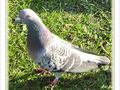 Pigeon � l'oeil m�fiant -- 15/12/09