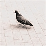 Je ne suis pas ton pigeon -- 05/06/10