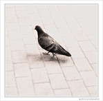 Je ne suis pas ton pigeon -- 05/06/10