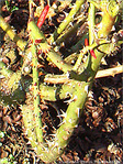 Force et Fragilit� -- 30/03/09