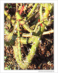 Force et fragilit� -- 30/03/09