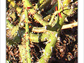 Force et fragilit� -- 30/03/09