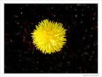 Pompon jaune dans sa galaxie -- 12/05/10