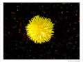 Pompon jaune dans sa galaxie -- 12/05/10